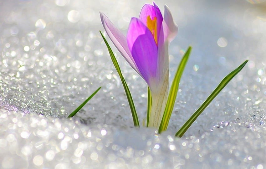 flor, neve, fofa, primavera, flor, Krokus, floco de neve, primavera, março para, seção цветы, flores de março papel de parede HD