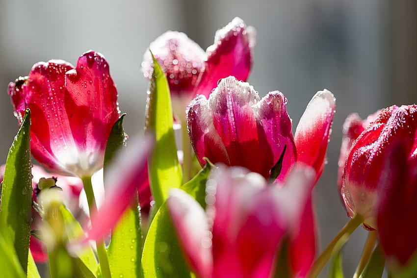 Flowers, Tulips, Petals, Frost, Hoarfrost HD wallpaper