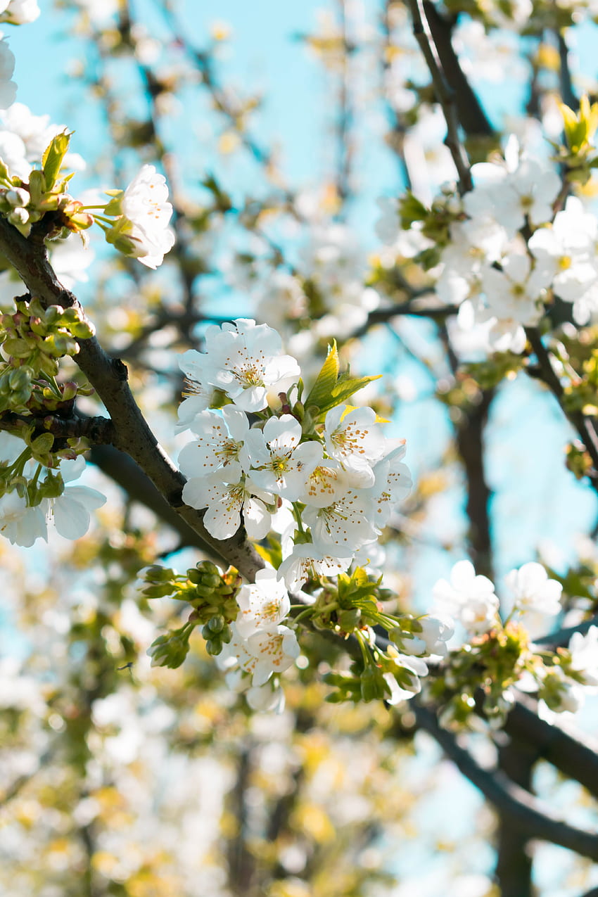 primavera, flores, macro, borrão, suave, flor, floração, ramo Papel de parede de celular HD