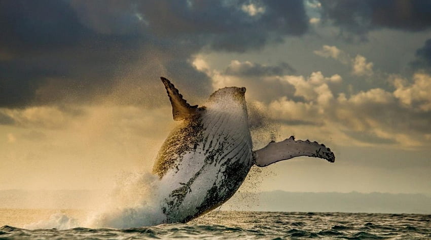 고래 점프, 바다, 고래, 놀라운, 물 HD 월페이퍼