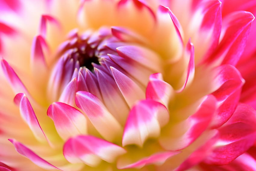 Dahlia, Nature, Flower, Pink, Petals HD wallpaper