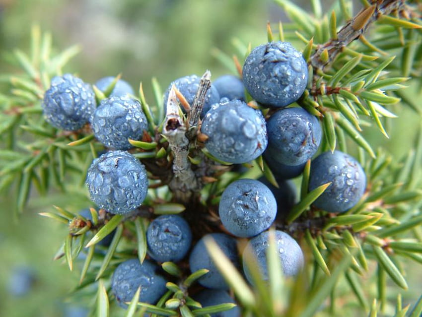 Juniper, blue, plant, berrys, ienupar, nature HD wallpaper
