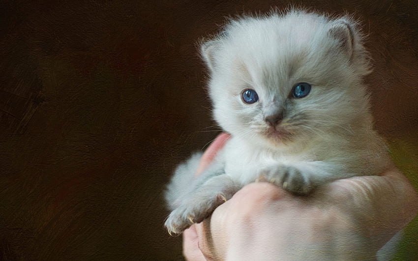 Kociak, ragdoll, słodki, biały, niebieskie oczy, ładny, kot, ręka, pisica, łapa Tapeta HD