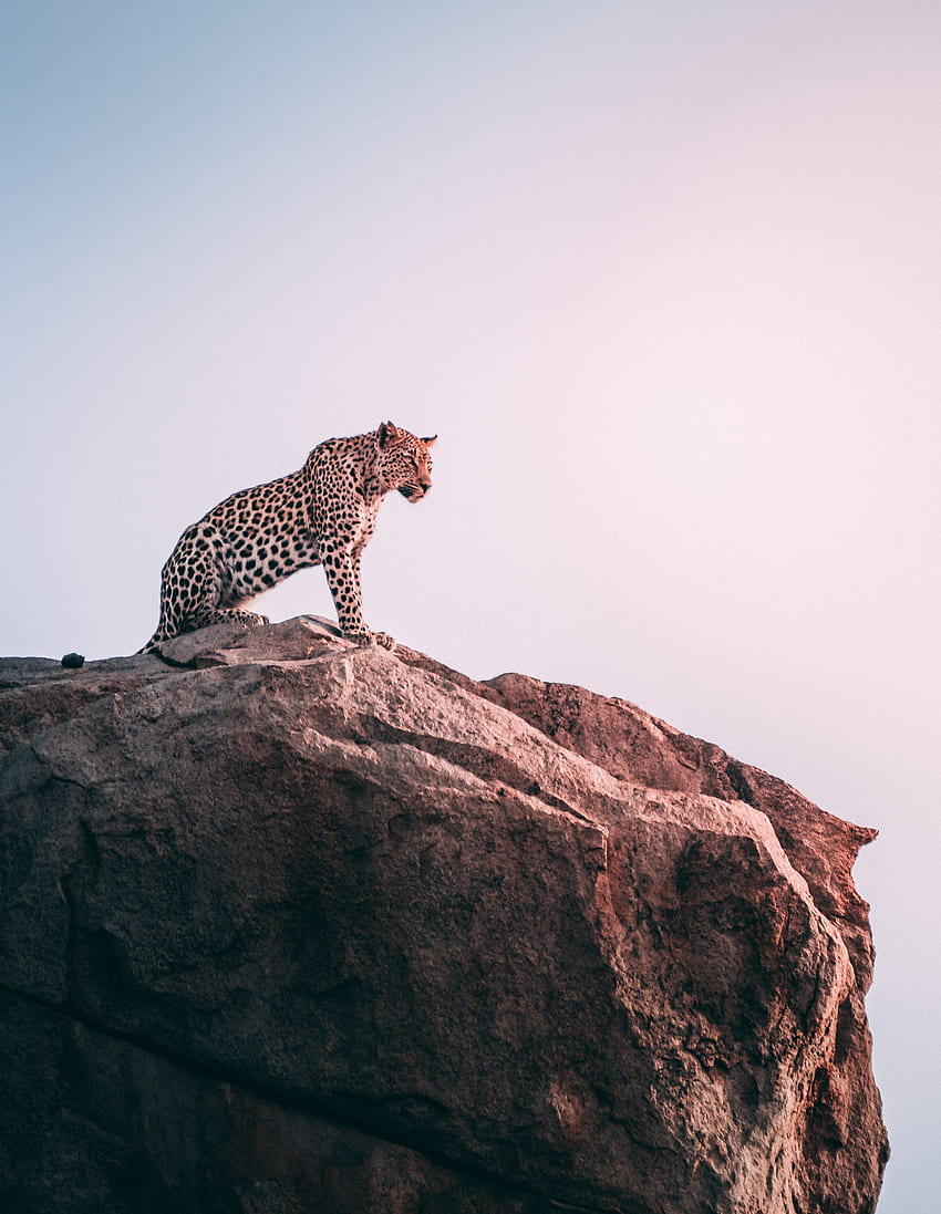 Tiere, Rock, Leopard, Predator, Big Cat HD-Handy-Hintergrundbild