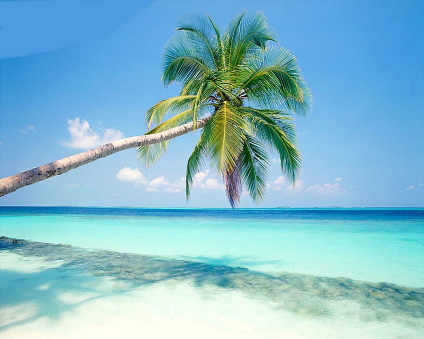 Тропически плаж, син, бял, пясък, сянка, палма, плаж, дневна светлина, ден, листа, облаци, дървета, природа, небе, вода, океан HD тапет