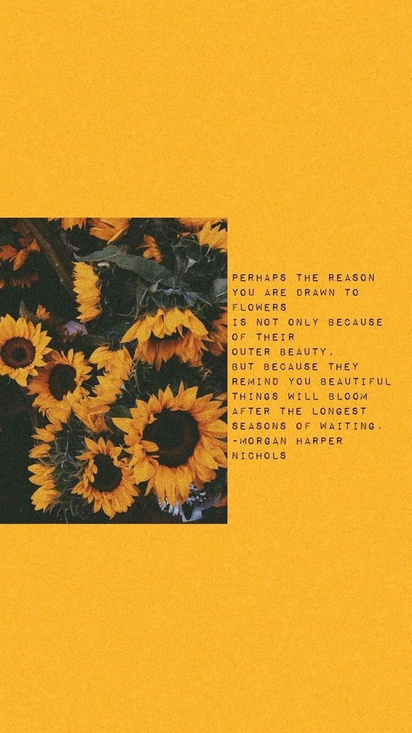 Aesthetic Quote Sunflower Aesthetic Grunge Hd Phone Wallpaper Pxfuel 3304