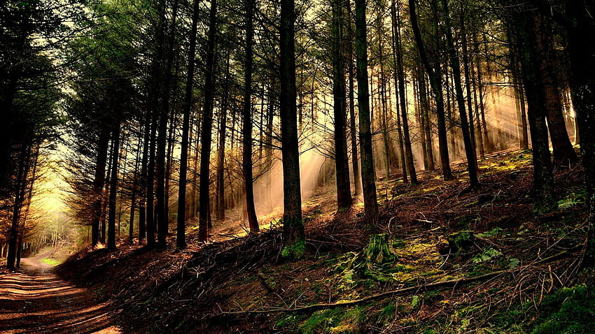 Forest Sun, Epic Forest HD wallpaper