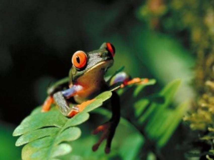 Дървесна жаба, животно, листо, жаба, гора HD тапет