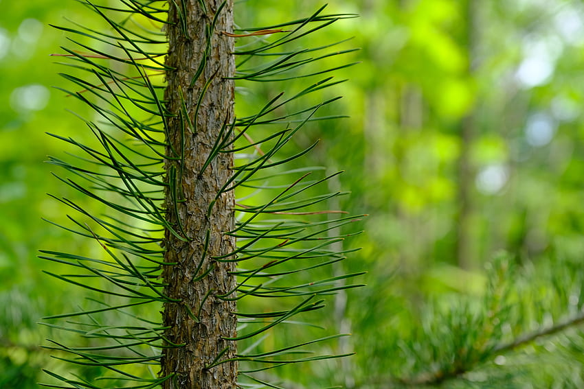 Nature, Pine, Wood, Tree, Needles HD wallpaper