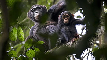 Chimpanzees, chimps HD wallpaper | Pxfuel