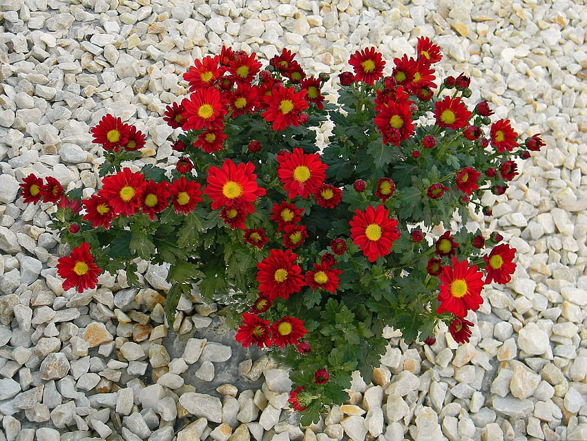 ดอกไม้ หิน ดอกเบญจมาศ วอลล์เปเปอร์ HD
