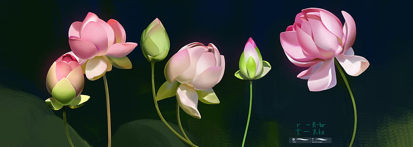 Lotuses, black, summer, anastasia shestak, pink, fantasy, flower, waterlily, lotus, vara HD wallpaper