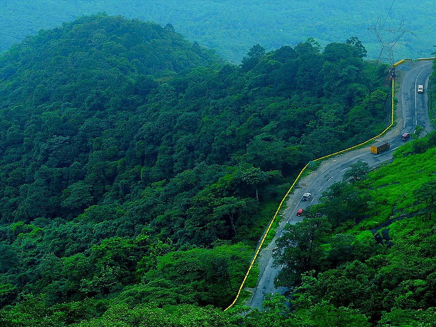 Regenwaldtrekking, Wayanad, Distrikt, Kerala, Indien HD-Hintergrundbild