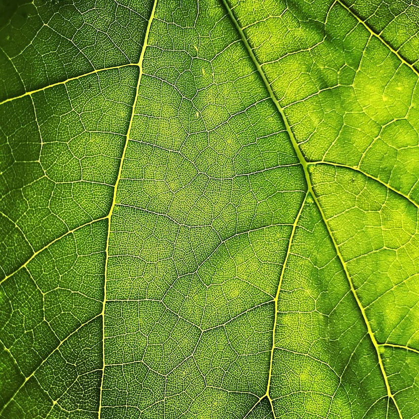 Leaf Texture, Leaves Texture HD phone wallpaper