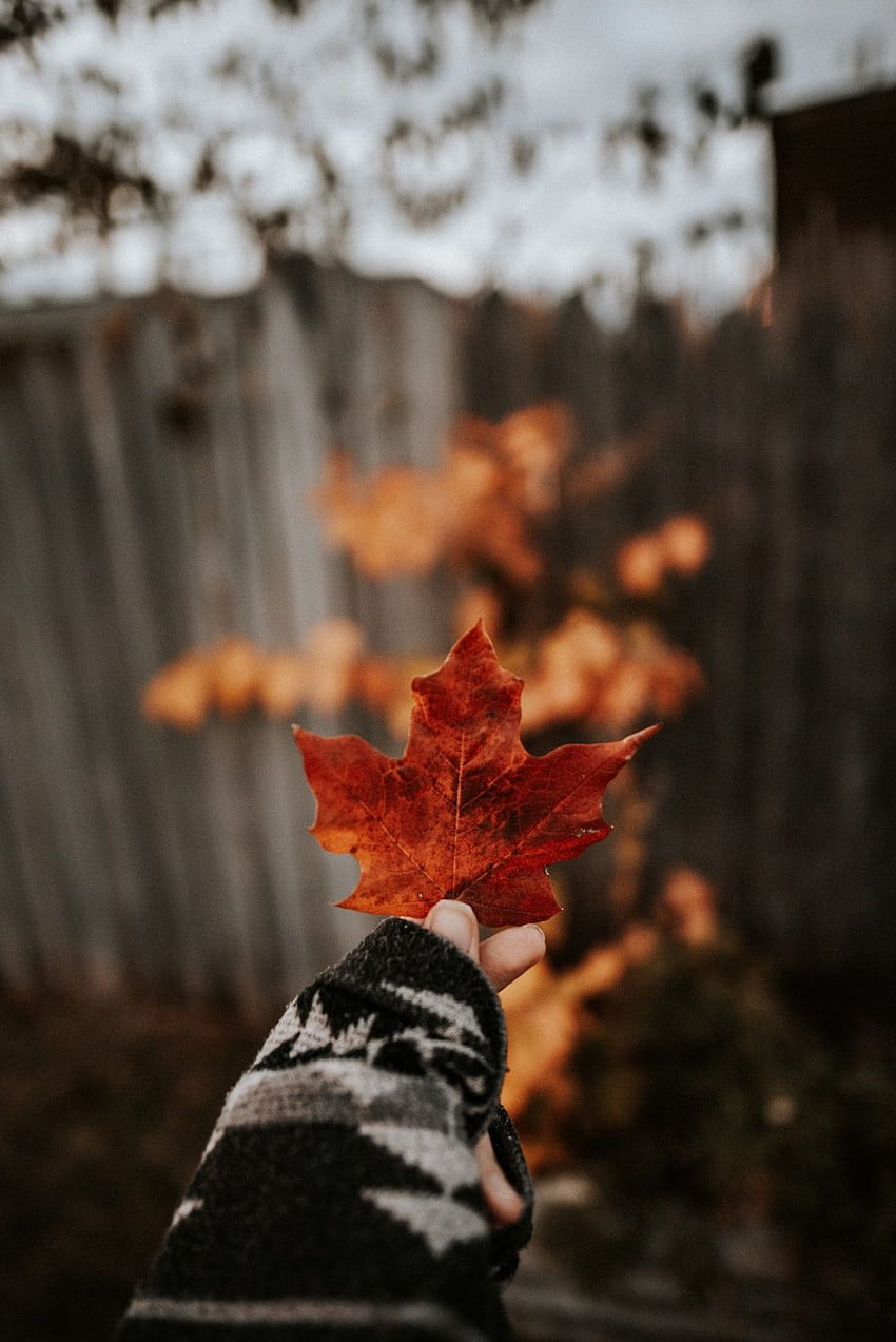 Hoja .otoño, otoño, seco HD phone wallpaper | Pxfuel