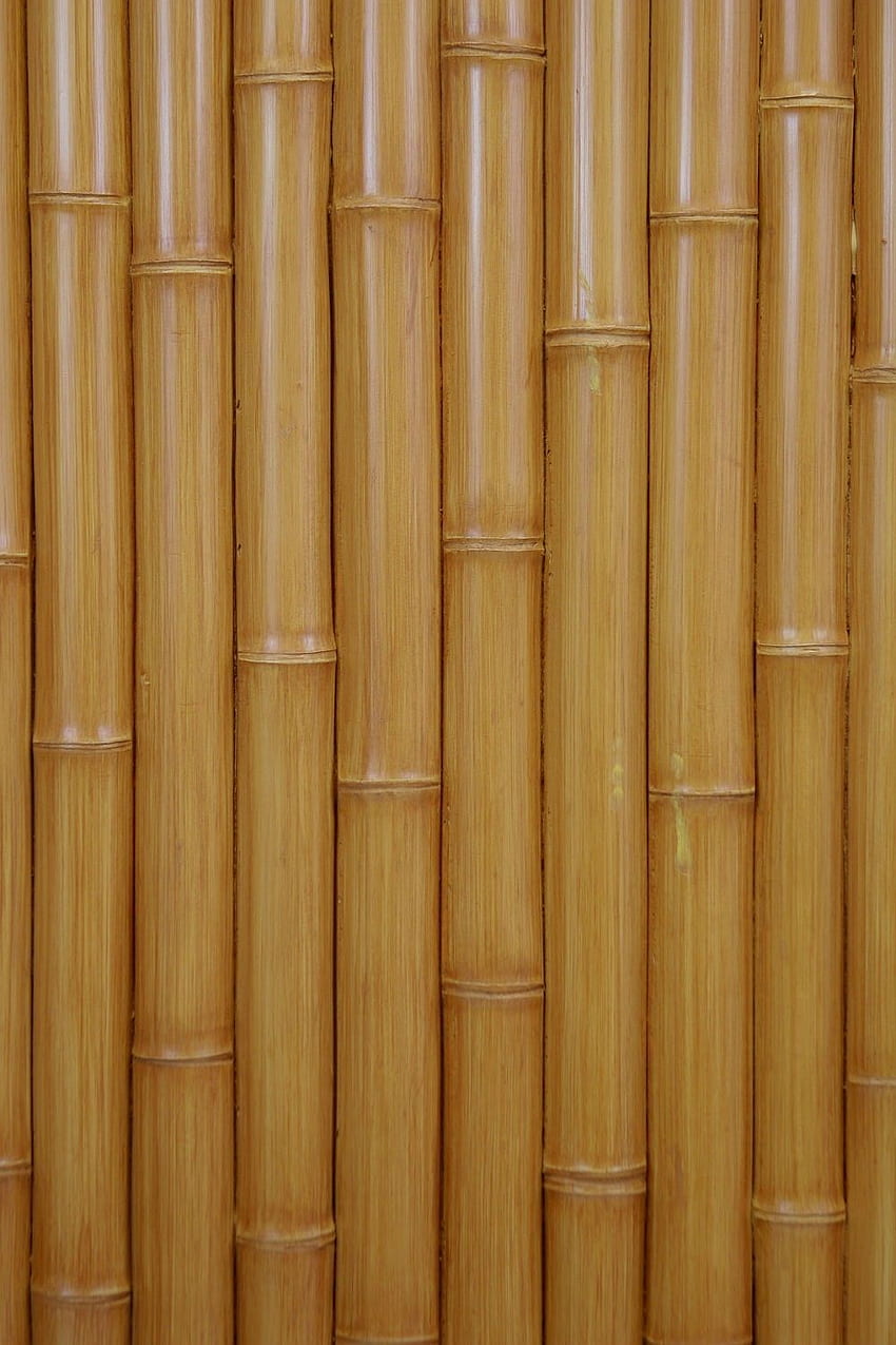 Lambris en bambou. Revêtement mural en bambou, texture du bois de bambou Fond d'écran de téléphone HD