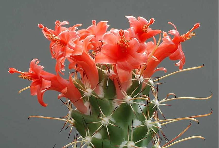 cactus, macro, red, flower HD wallpaper
