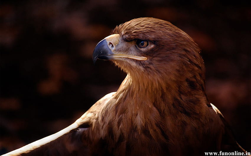 Eagle Brown and Harpy Eagle for [] for your , Mobile & Tablet. Explore Eagle . Golden Eagle , Bald Eagle , Philadelphia Eagles HD wallpaper