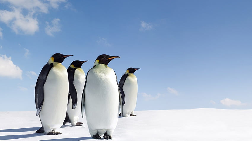 Dessins mignons de pingouin 3D | oviya | Pinterest | et arrière-plans Fond d'écran HD