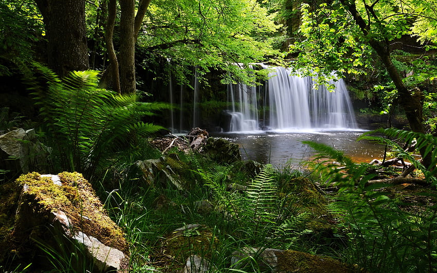Forest waterfall, green, waterfall, trees, beautiful, grass, forest HD wallpaper