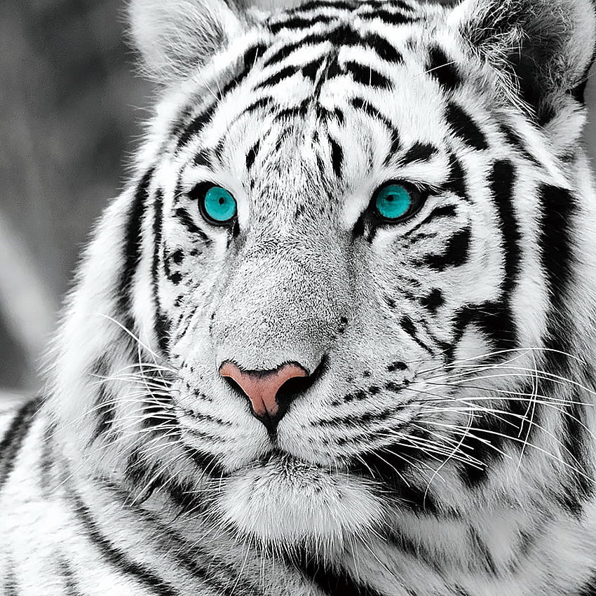 3D White Tiger, Tigger 3D HD phone wallpaper