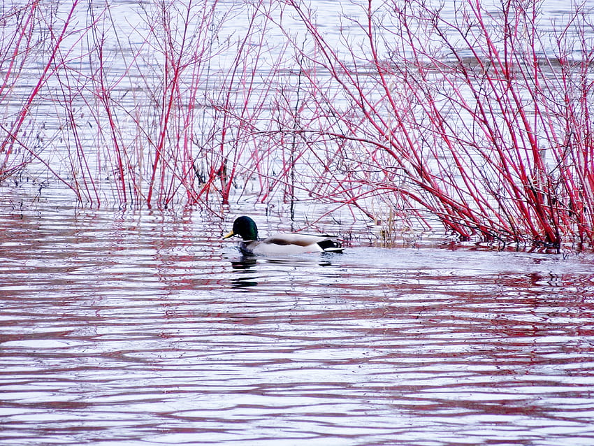 Duck On Little Lake, Duck, graphy, Mallard, Lake, Nature, Male HD wallpaper
