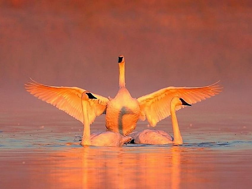 Swans in Water, in water, swans, beautiful HD wallpaper