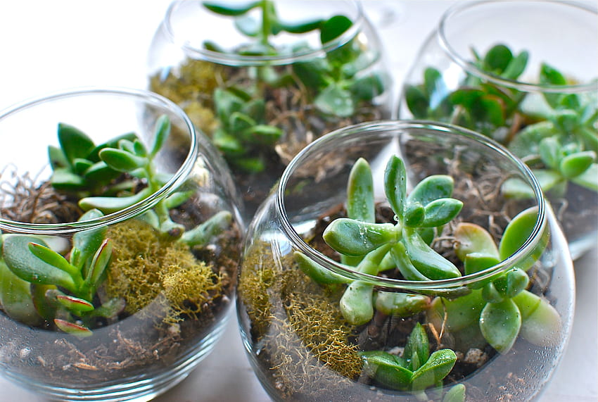 Diy Terrariums // Woodwhitedesign Blog - Houseplant - - HD wallpaper