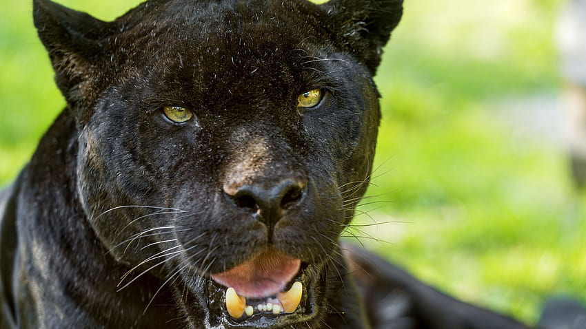 Black jaguar, face, yellow eyes U HD wallpaper | Pxfuel