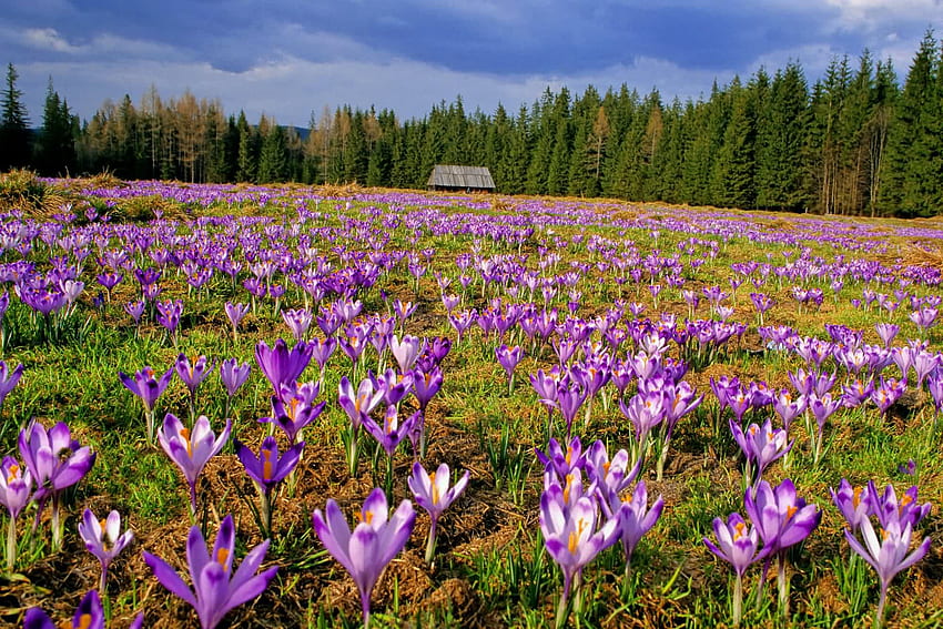 crocuses, pine trees, beautiful, blue sky, field, valley, flowers, colourful, country house HD wallpaper