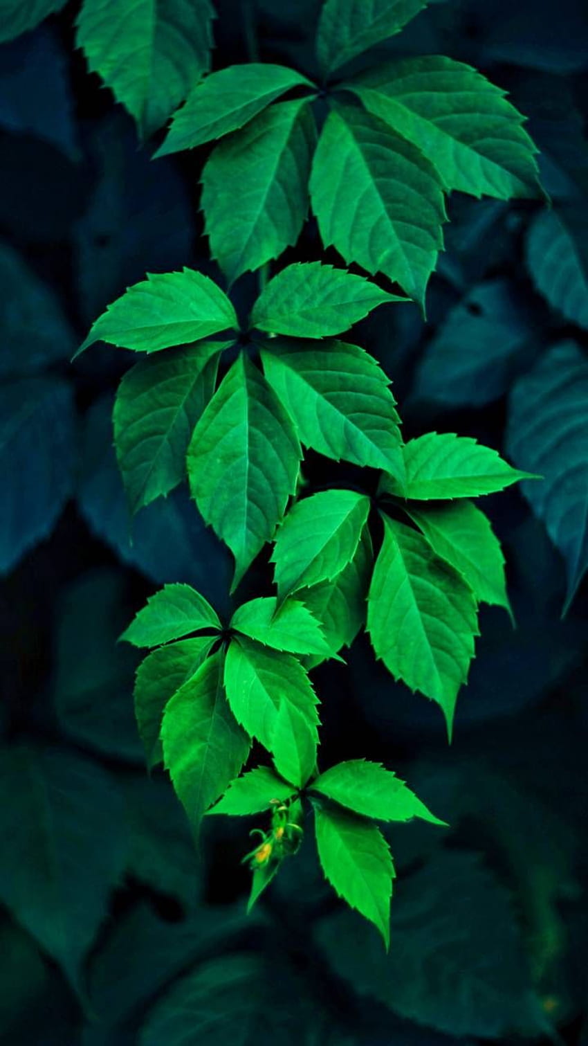 Green Leaves by P3TR1T - c2 now. Browse millions of pop. Green leaf , Green nature , Leaves iphone, Greeny HD phone wallpaper