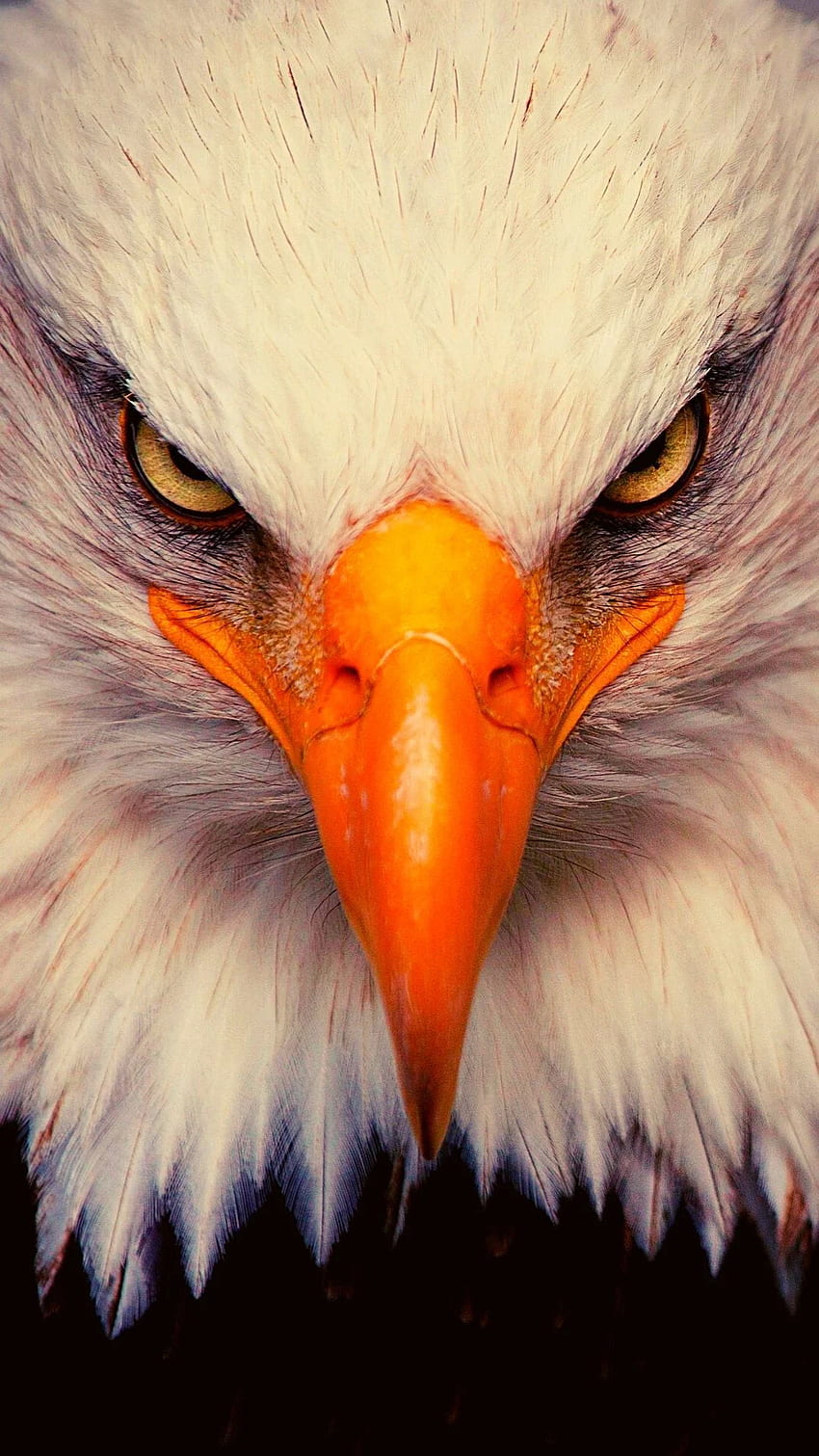 Eagle White Brown 4K HD Wallpapers | HD Wallpapers | ID #31073