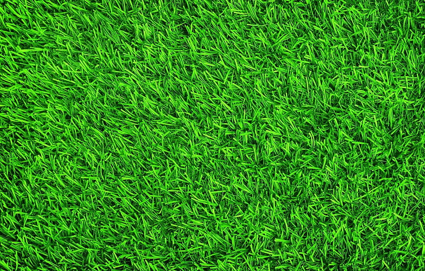 trawa, tło, trawnik, zielony, lato, trawa, zielony Tapeta HD