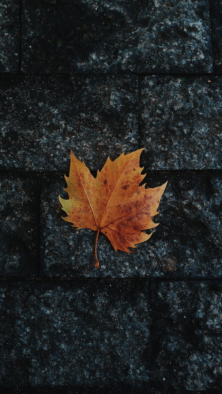 hoja, arce, caído, otoño samsung, hojas de color marrón oscuro fondo de pantalla del teléfono