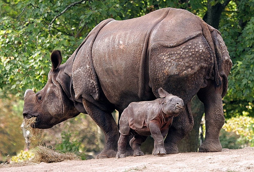 RHINO MOM & BABY, Nashorn, Tierwelt, groß, Baby, wild HD-Hintergrundbild