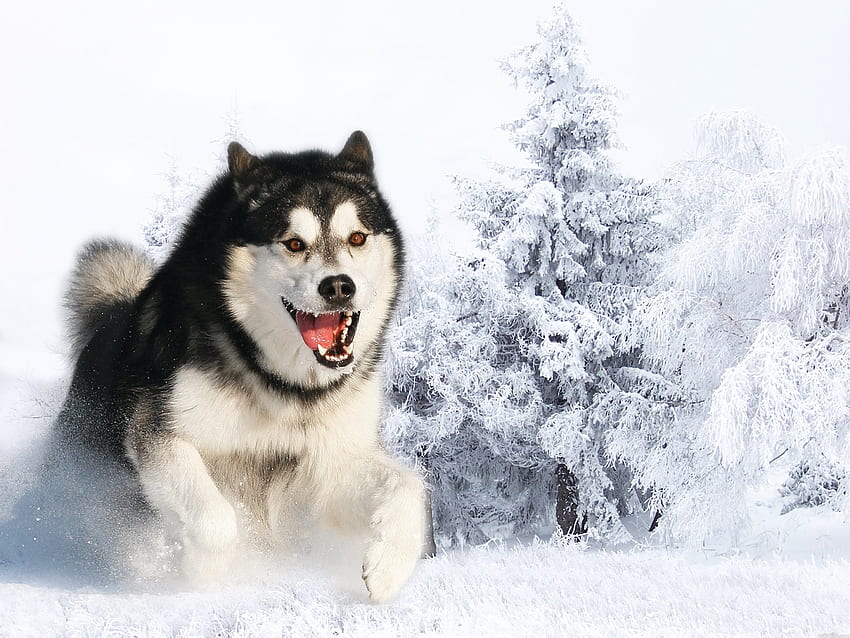 Tiere, Winter, Schnee, Flauschig, Hund, Maulkorb, Husky, Haska, Weglaufen, Laufen, Wolle HD-Hintergrundbild