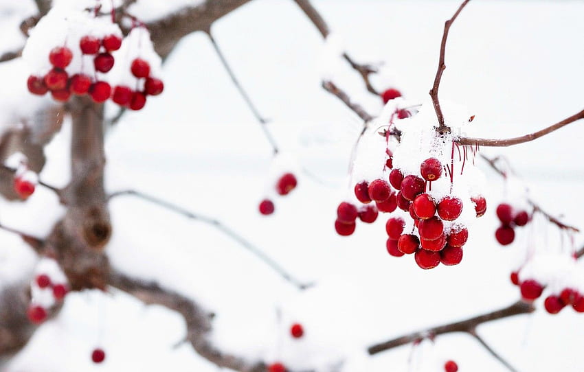 winter, macro, snow, branches, red, berries, background, tree, , , , winter, background, snow, macro, tree for , section макро HD wallpaper