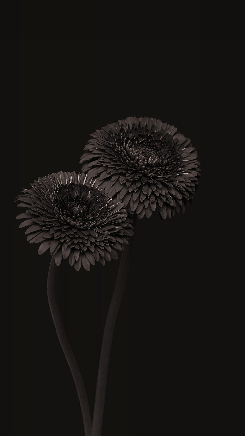 100+] Black And White Flower Wallpapers | Wallpapers.com