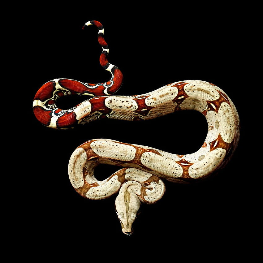 Gucci Snake, Rose Snake HD phone wallpaper