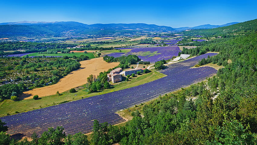 France Valensole Nature Hill Fields Scenery HD wallpaper