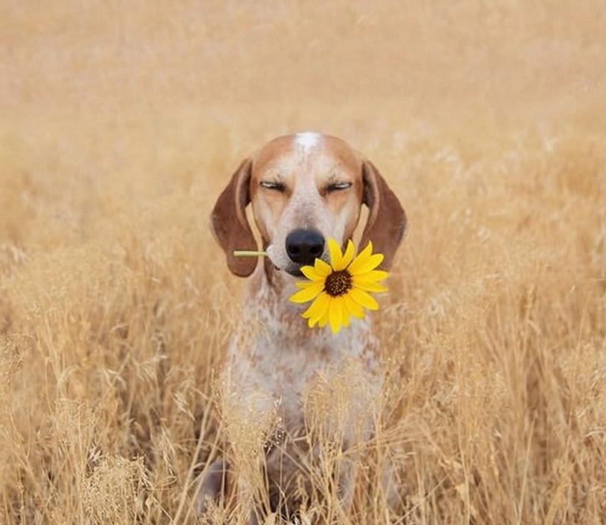 dog, graphy, flower, cute, grass HD wallpaper