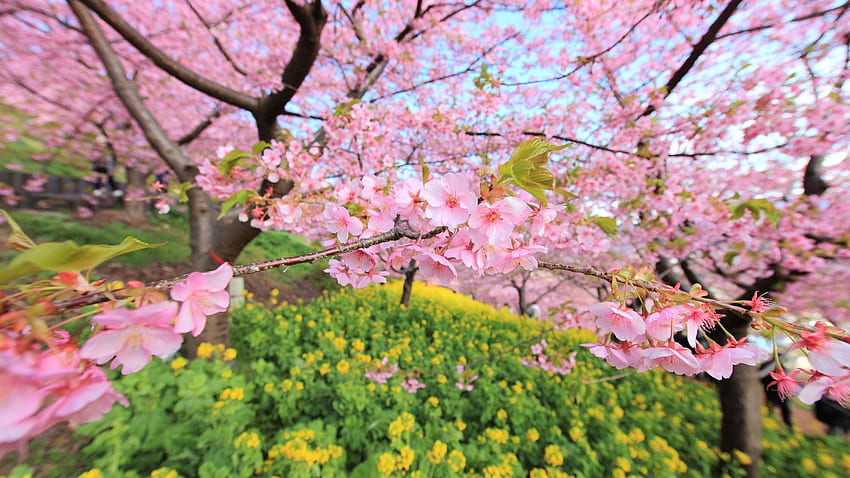 primavera, naturaleza, flores, madera, árbol, flor, floración fondo de pantalla