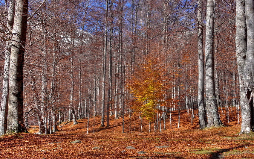 *** Huş ağacı ormanında sonbahar ***, huş ağacı, ağaçlar, sonbahar, doğa, orman HD duvar kağıdı
