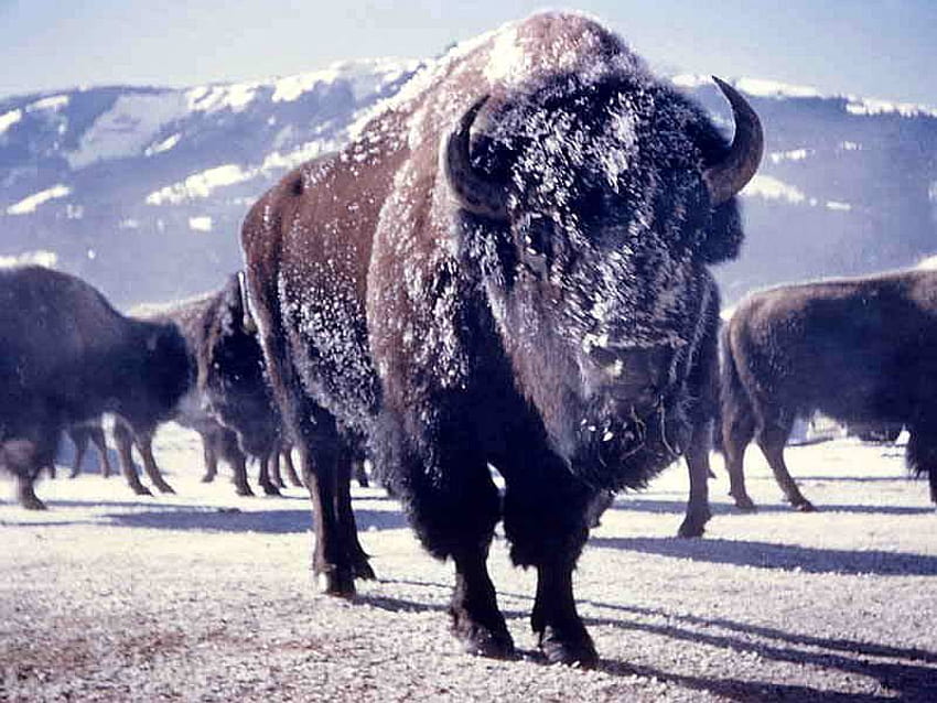 Bison in Winter, winter, cool, bison HD wallpaper