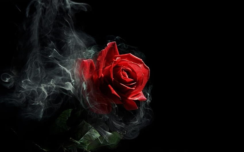 Rose in Smoke, artwork, blossom, red, flower HD wallpaper
