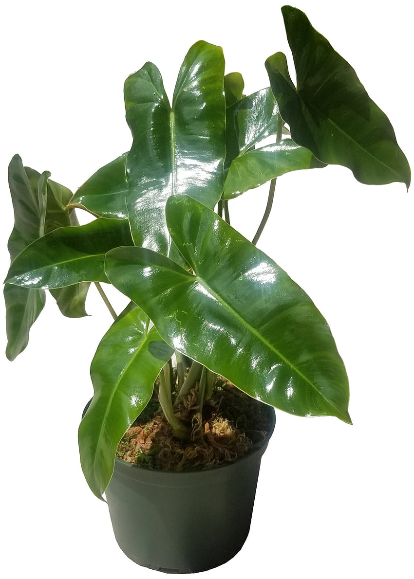 Primrue 15'' Philodendron Plant Plant in a Resin Pot & Reviews. Wayfair HD phone wallpaper