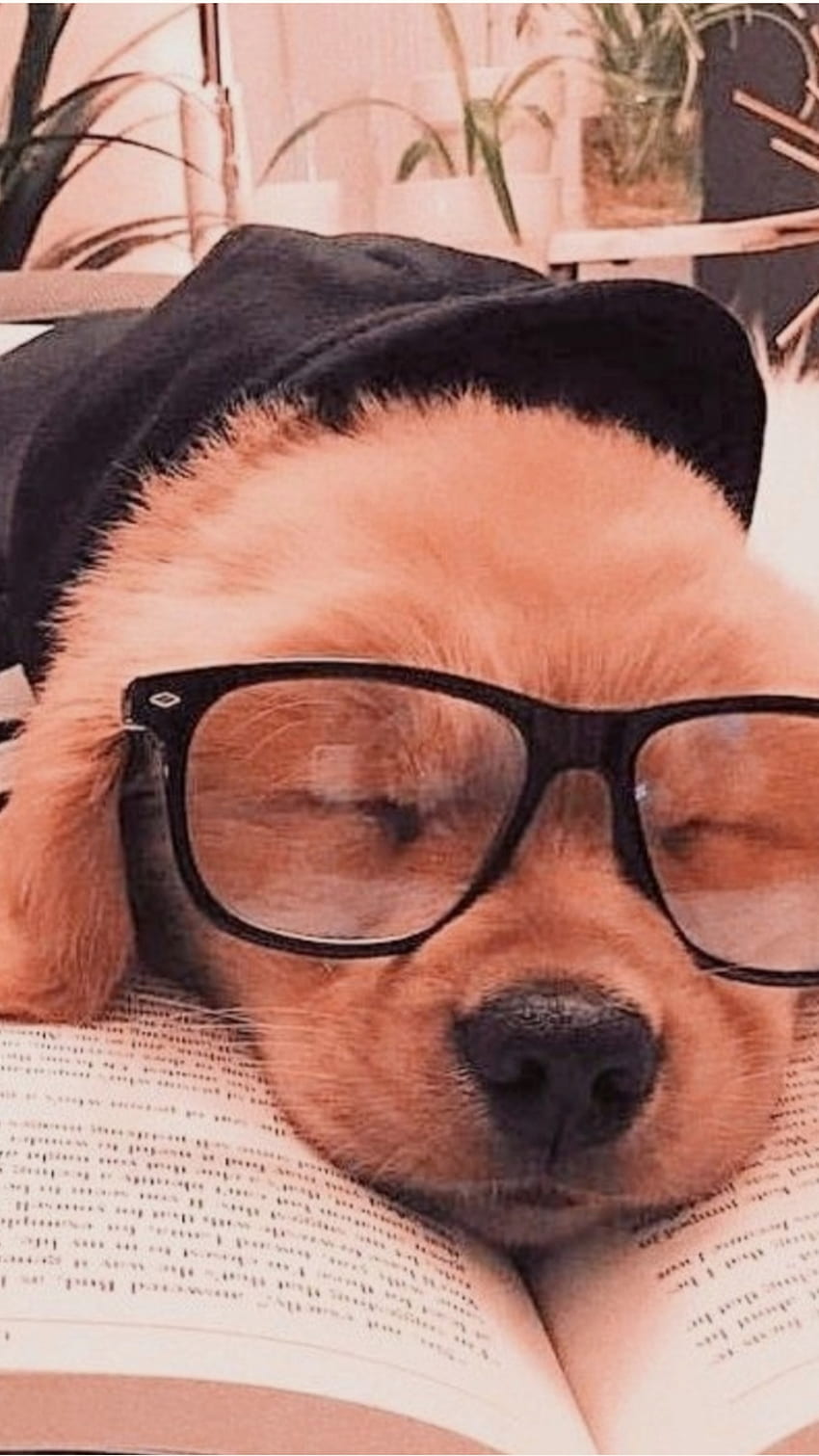 Study dog, glasses, nose, Cute, Sleep, Book, Funny, Smart HD phone ...