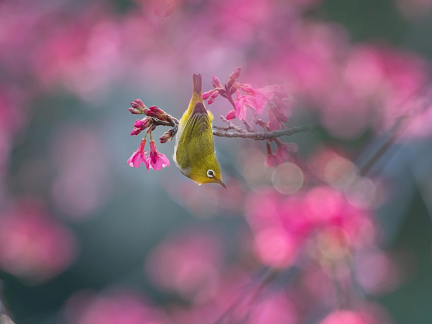 Cute bird, Flowers, Bird, Animal, Spring HD wallpaper
