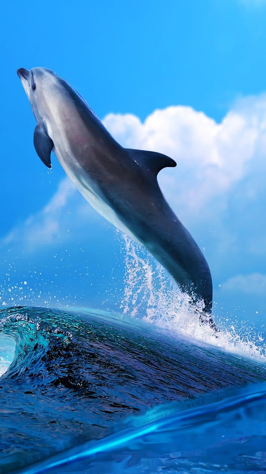 delfín, pez delfín, hermoso, pez delfín fondo de pantalla del teléfono