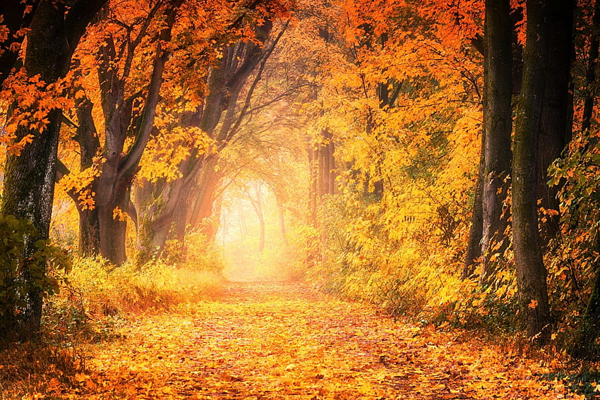 Fall Forest, Colorful Forest HD wallpaper | Pxfuel